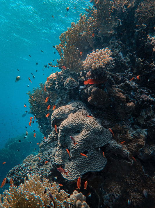 Is the 'Reef-Safe' Term a Scam? Why We Changed Our Stance On Reef Safety. - Tropic Labs